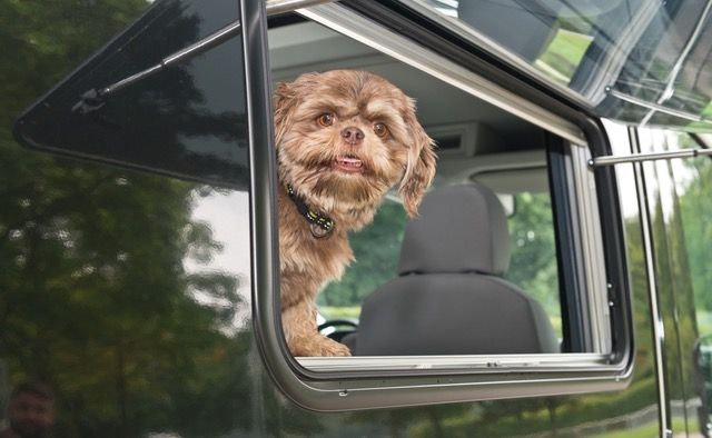 Frieda schaut aus dem Fenster eines Wohnmobils